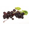 THJ Arôme Raisin Super Concentré