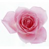 THJ Arôme Rose Super Concentré
