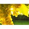 THJ Arôme Gourmet Raisin Blanc