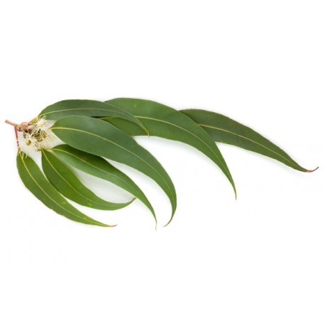 THJ Arôme Gourmet Eucalyptus Naturel