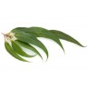 THJ Arôme Gourmet Eucalyptus Naturel